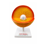 Sun Structure Model